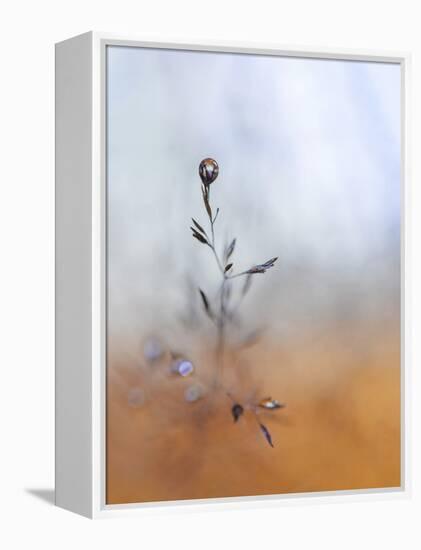 A Drop Fall-Heidi Westum-Framed Premier Image Canvas