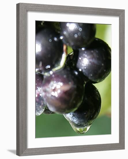 A Drop of Water Drips off of a Grape at Ackerly Pond Vineyards-null-Framed Photographic Print