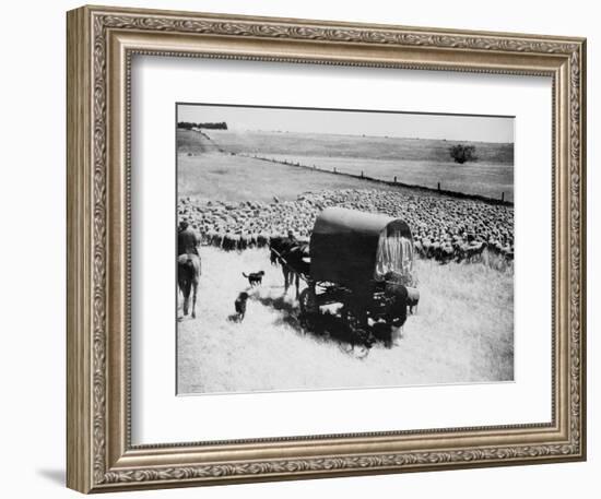 A Drover Travels with His Covered Wagon and Sheep on the Geelong-Baachus Marsh Road-null-Framed Photographic Print