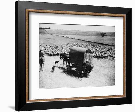 A Drover Travels with His Covered Wagon and Sheep on the Geelong-Baachus Marsh Road-null-Framed Photographic Print