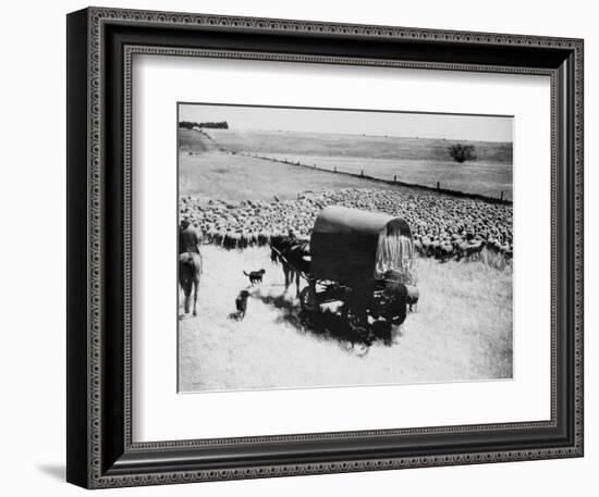 A Drover Travels with His Covered Wagon and Sheep on the Geelong-Baachus Marsh Road-null-Framed Photographic Print