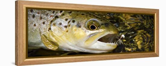 A Dry Fly Caught Brown Trout from a Small Mountain Stream in Utah in Late Summer.-Clint Losee-Framed Premier Image Canvas