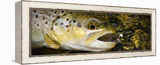 A Dry Fly Caught Brown Trout from a Small Mountain Stream in Utah in Late Summer.-Clint Losee-Framed Premier Image Canvas