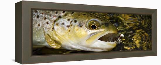 A Dry Fly Caught Brown Trout from a Small Mountain Stream in Utah in Late Summer.-Clint Losee-Framed Premier Image Canvas