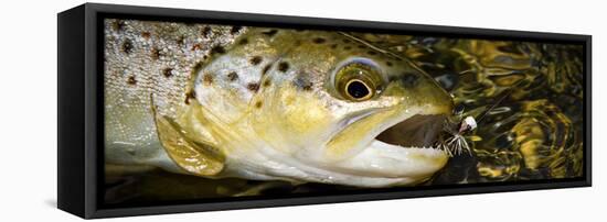 A Dry Fly Caught Brown Trout from a Small Mountain Stream in Utah in Late Summer.-Clint Losee-Framed Premier Image Canvas