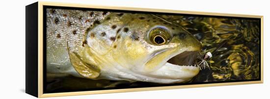 A Dry Fly Caught Brown Trout from a Small Mountain Stream in Utah in Late Summer.-Clint Losee-Framed Premier Image Canvas