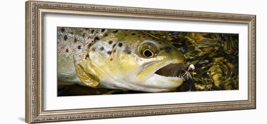 A Dry Fly Caught Brown Trout from a Small Mountain Stream in Utah in Late Summer.-Clint Losee-Framed Photographic Print