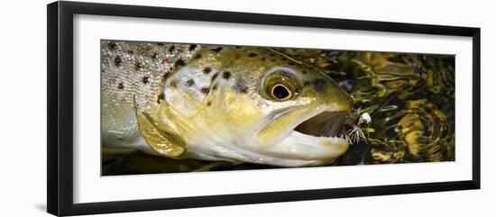 A Dry Fly Caught Brown Trout from a Small Mountain Stream in Utah in Late Summer.-Clint Losee-Framed Photographic Print