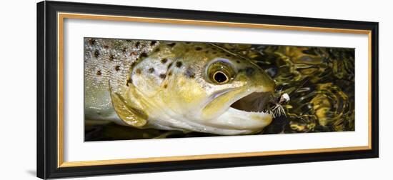 A Dry Fly Caught Brown Trout from a Small Mountain Stream in Utah in Late Summer.-Clint Losee-Framed Photographic Print