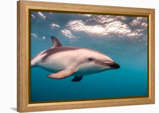 A Dusky Dolphin Swimming Off the Kaikoura Peninsula, New Zealand-James White-Framed Premier Image Canvas