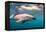 A Dusky Dolphin Swimming Off the Kaikoura Peninsula, New Zealand-James White-Framed Premier Image Canvas