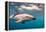 A Dusky Dolphin Swimming Off the Kaikoura Peninsula, New Zealand-James White-Framed Premier Image Canvas