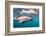 A Dusky Dolphin Swimming Off the Kaikoura Peninsula, New Zealand-James White-Framed Photographic Print