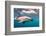 A Dusky Dolphin Swimming Off the Kaikoura Peninsula, New Zealand-James White-Framed Photographic Print