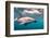 A Dusky Dolphin Swimming Off the Kaikoura Peninsula, New Zealand-James White-Framed Photographic Print