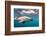 A Dusky Dolphin Swimming Off the Kaikoura Peninsula, New Zealand-James White-Framed Photographic Print