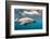 A Dusky Dolphin Swimming Off the Kaikoura Peninsula, New Zealand-James White-Framed Photographic Print