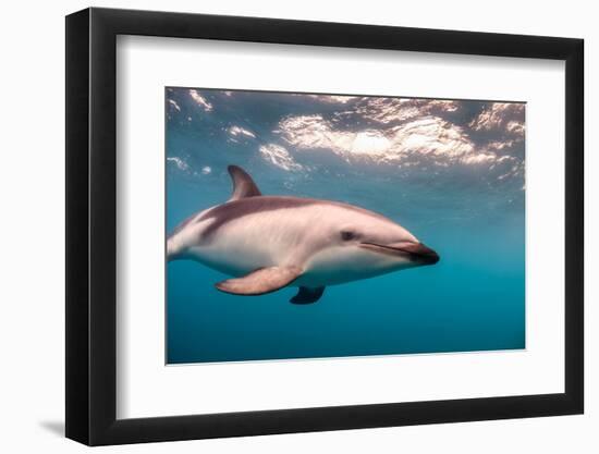 A Dusky Dolphin Swimming Off the Kaikoura Peninsula, New Zealand-James White-Framed Photographic Print