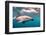 A Dusky Dolphin Swimming Off the Kaikoura Peninsula, New Zealand-James White-Framed Photographic Print