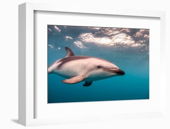 A Dusky Dolphin Swimming Off the Kaikoura Peninsula, New Zealand-James White-Framed Photographic Print