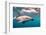 A Dusky Dolphin Swimming Off the Kaikoura Peninsula, New Zealand-James White-Framed Photographic Print