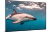 A Dusky Dolphin Swimming Off the Kaikoura Peninsula, New Zealand-James White-Mounted Photographic Print