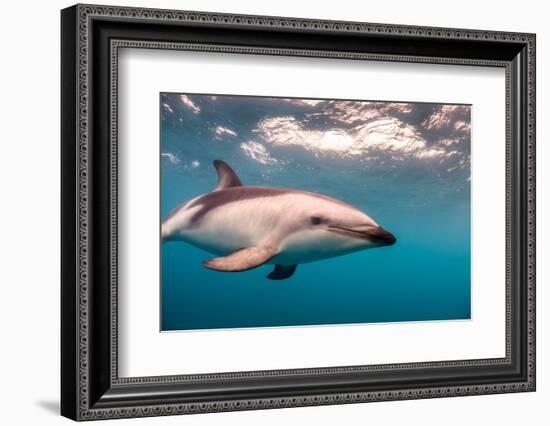 A Dusky Dolphin Swimming Off the Kaikoura Peninsula, New Zealand-James White-Framed Photographic Print