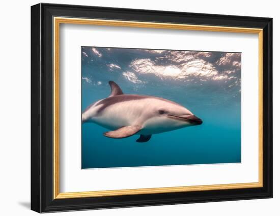 A Dusky Dolphin Swimming Off the Kaikoura Peninsula, New Zealand-James White-Framed Photographic Print