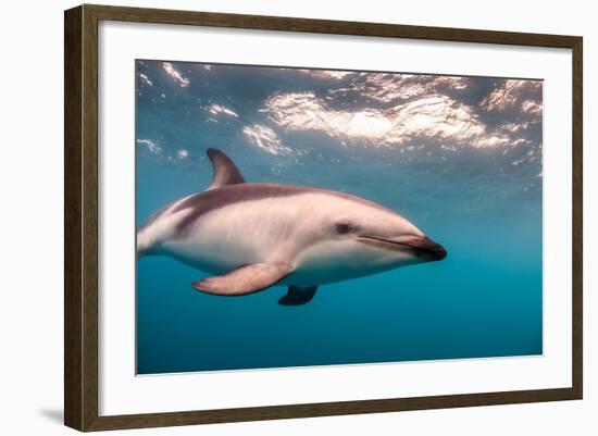 A Dusky Dolphin Swimming Off the Kaikoura Peninsula, New Zealand-James White-Framed Photographic Print