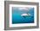 A Dusky Dolphin Swimming, South Island, New Zealand-James White-Framed Photographic Print