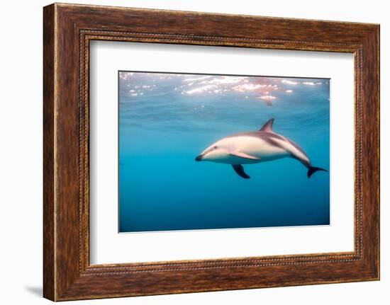 A Dusky Dolphin Swimming, South Island, New Zealand-James White-Framed Photographic Print