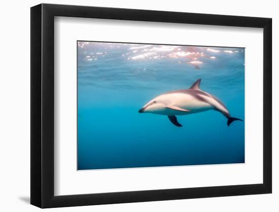 A Dusky Dolphin Swimming, South Island, New Zealand-James White-Framed Photographic Print