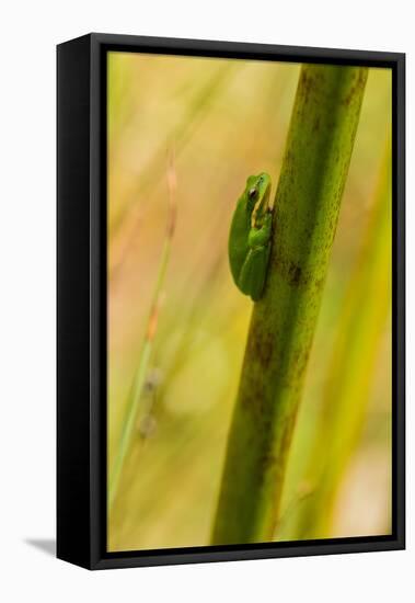 A Dwarf Green Tree Frog-Mark A Johnson-Framed Premier Image Canvas