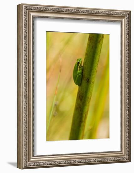 A Dwarf Green Tree Frog-Mark A Johnson-Framed Photographic Print