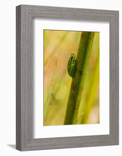 A Dwarf Green Tree Frog-Mark A Johnson-Framed Photographic Print