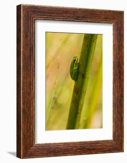 A Dwarf Green Tree Frog-Mark A Johnson-Framed Photographic Print