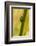 A Dwarf Green Tree Frog-Mark A Johnson-Framed Photographic Print