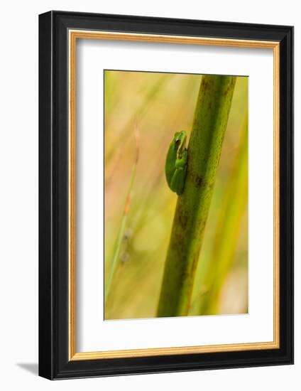 A Dwarf Green Tree Frog-Mark A Johnson-Framed Photographic Print