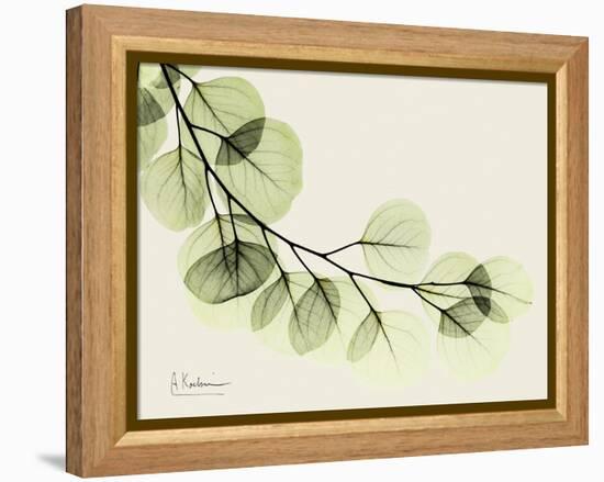 A Eucalyptus Moment-Albert Koetsier-Framed Stretched Canvas