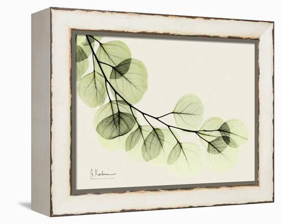 A Eucalyptus Moment-Albert Koetsier-Framed Stretched Canvas