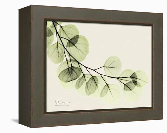 A Eucalyptus Moment-Albert Koetsier-Framed Stretched Canvas