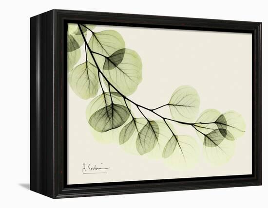 A Eucalyptus Moment-Albert Koetsier-Framed Stretched Canvas