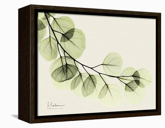 A Eucalyptus Moment-Albert Koetsier-Framed Stretched Canvas