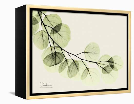 A Eucalyptus Moment-Albert Koetsier-Framed Stretched Canvas