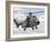 A Eurocopter AS332 Super Puma Helicopter of the Brazilian Navy-Stocktrek Images-Framed Photographic Print