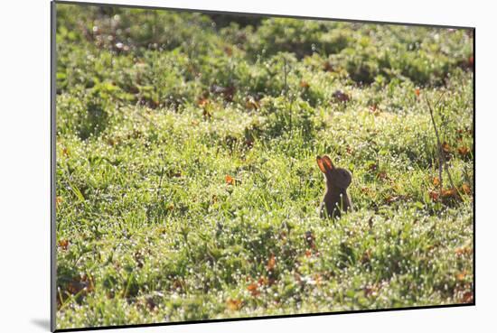 A European Rabbit, Oryctolagus Cuniculus, Pops Up its Head in Grass in Sunlight-Alex Saberi-Mounted Photographic Print