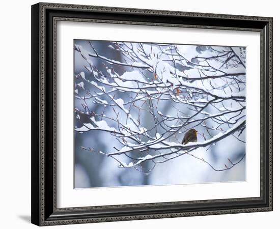 A European Robin, Erithacus Rubecula, on a Snow Covered Branch-Alex Saberi-Framed Photographic Print