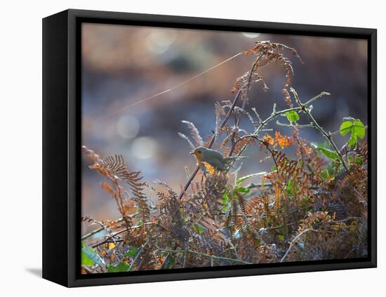 A European Robin Waits in the Autumn Colored Foliage of Richmond Park-Alex Saberi-Framed Premier Image Canvas