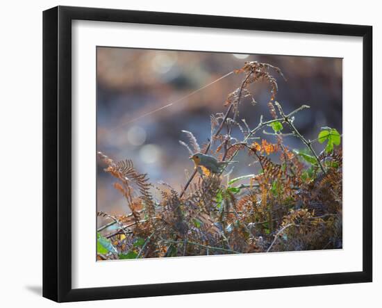 A European Robin Waits in the Autumn Colored Foliage of Richmond Park-Alex Saberi-Framed Photographic Print