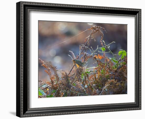 A European Robin Waits in the Autumn Colored Foliage of Richmond Park-Alex Saberi-Framed Photographic Print